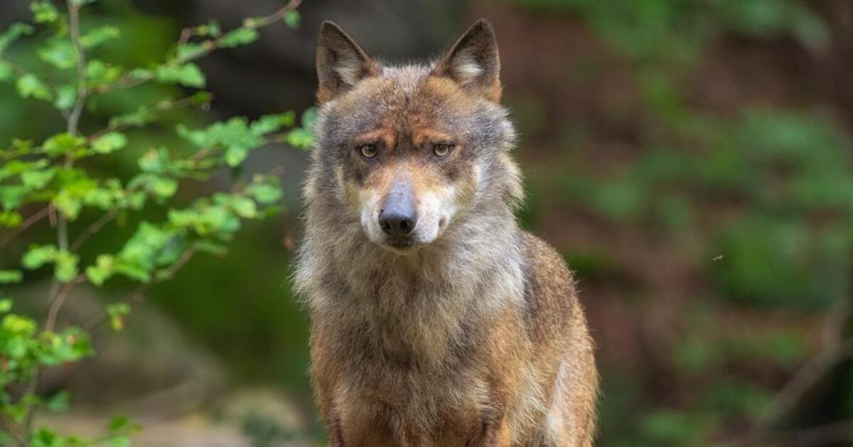 Haidmühle informiert zum Thema Wolf – so verhält man sich richtig, wenn ...